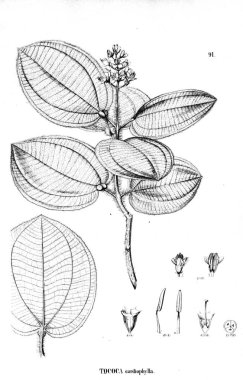 Bitki çizimi. Eski illüstrasyon