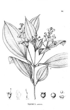 Bitki çizimi. Eski illüstrasyon