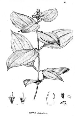 Bitki çizimi. Eski illüstrasyon