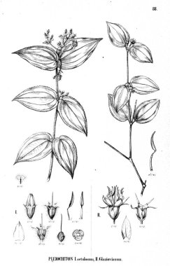 Bitki çizimi. Eski illüstrasyon