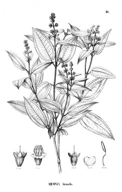 Bitki çizimi. Eski illüstrasyon