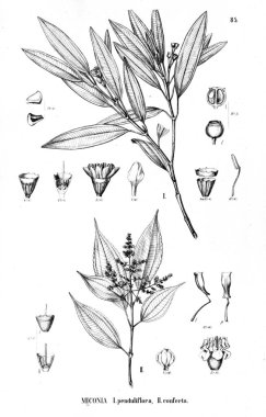 Bitki çizimi. Eski illüstrasyon