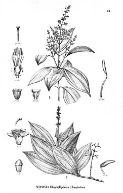 Bitki çizimi. Eski illüstrasyon