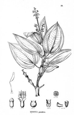 Bitki çizimi. Eski illüstrasyon