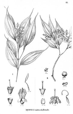 Bitki çizimi. Eski illüstrasyon