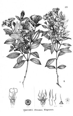 Bitki çizimi. Eski illüstrasyon