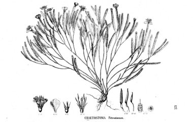 Bitki çizimi. Eski illüstrasyon