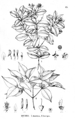 Bitki çizimi. Eski illüstrasyon