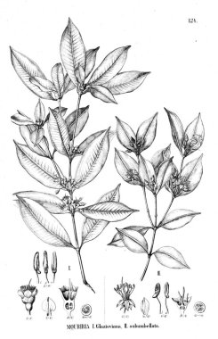 Bitki çizimi. Eski illüstrasyon