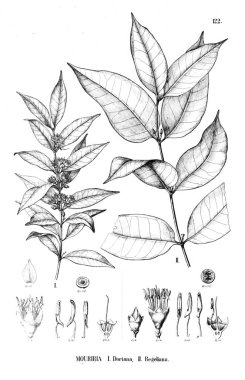 Bitki çizimi. Eski illüstrasyon