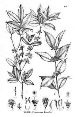 Bitki çizimi. Eski illüstrasyon