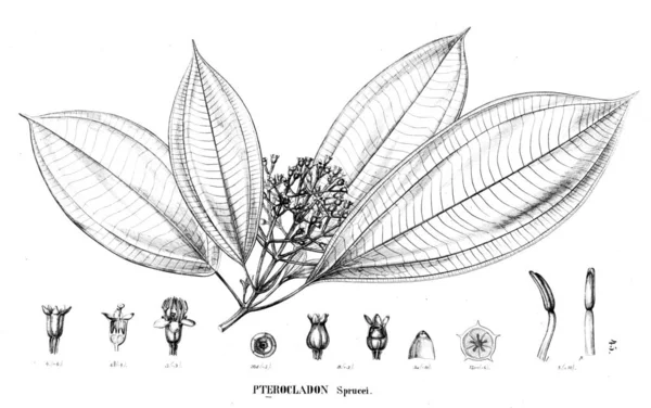 植物的例证 旧插图 — 图库照片