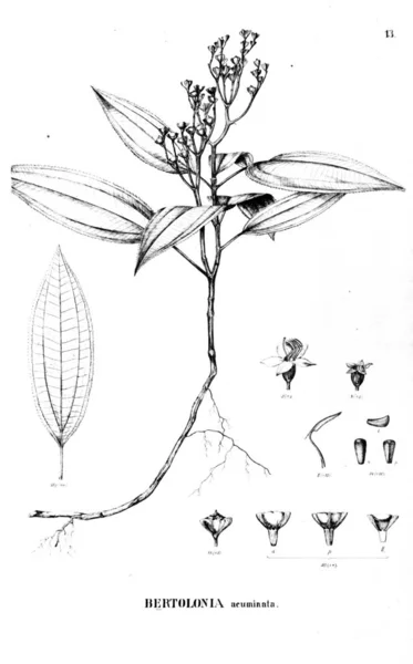 Illustration Anläggningen Gamla Bilden — Stockfoto