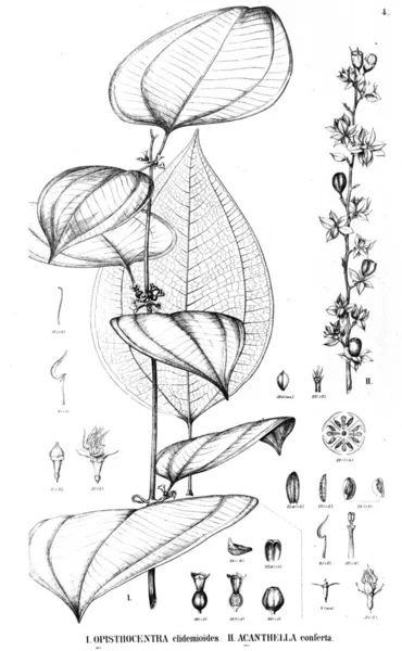 Illustration Plante Vieille Illustration — Photo