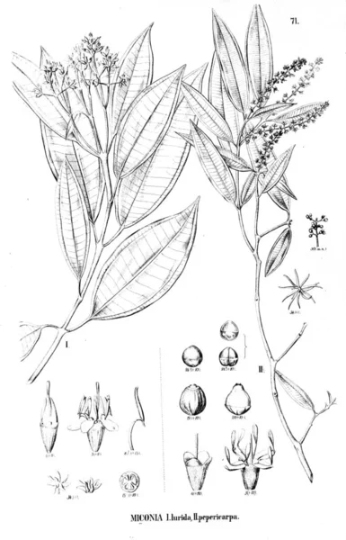 Ilustrație Plante Ilustrație Veche — Fotografie, imagine de stoc