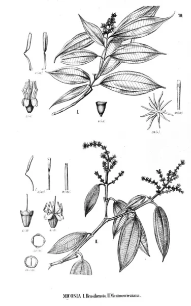 Illustration Der Pflanze Alte Abbildung — Stockfoto