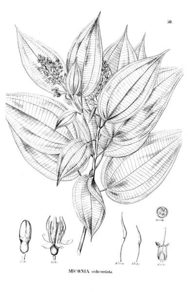 Illustration Plante Vieille Illustration — Photo