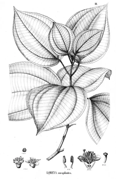 Illustration Plante Vieille Illustration — Photo