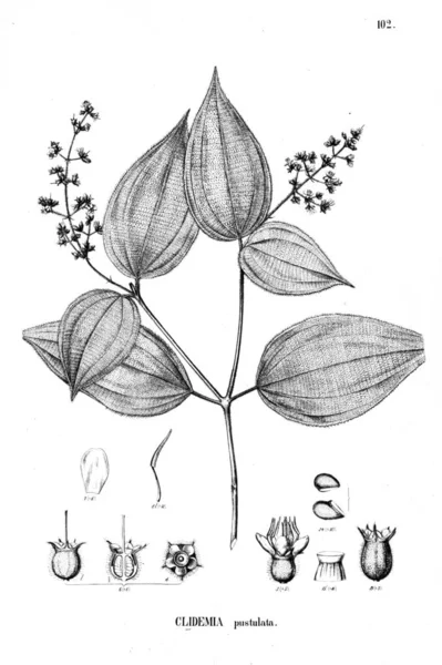 Illustration Plante Vieille Illustration — Photo