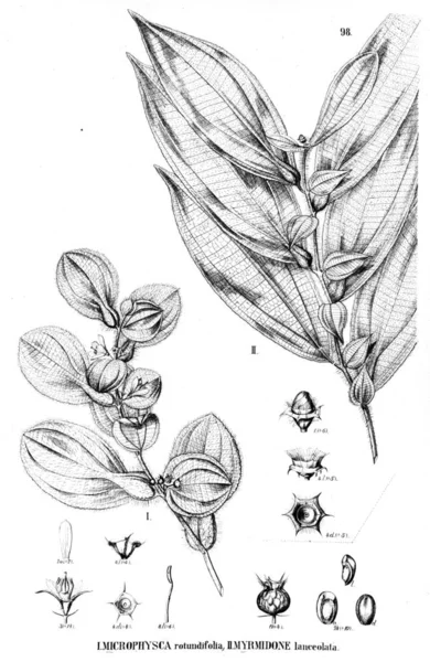 Illustration Plante Vieille Illustration — Photo