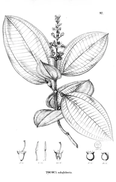 식물의 그림입니다 — 스톡 사진