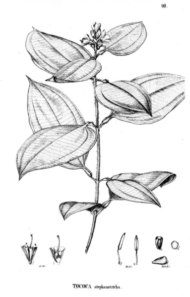 Иллюстрация Растения Старая Иллюстрация — стоковое фото