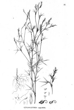 Bitki çizimi. Eski illüstrasyon