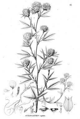 Bitki çizimi. Eski illüstrasyon