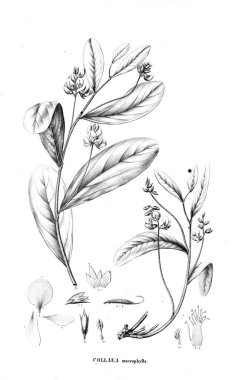 Bitki çizimi. Eski illüstrasyon