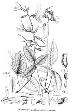 Bitki çizimi. Eski illüstrasyon