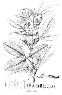 Bitki çizimi. Eski illüstrasyon