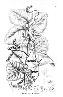 Bitki çizimi. Eski illüstrasyon