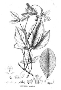 Bitki çizimi. Eski illüstrasyon