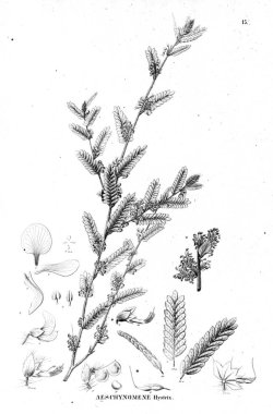 Bitki çizimi. Eski illüstrasyon