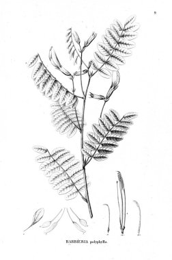 Bitki çizimi. Eski illüstrasyon