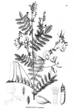 Bitki çizimi. Eski illüstrasyon