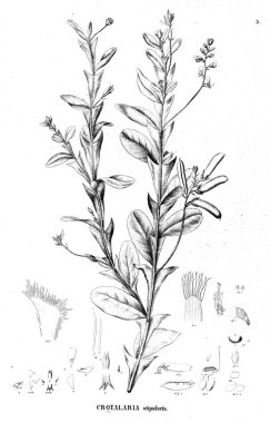 Bitki çizimi. Eski illüstrasyon