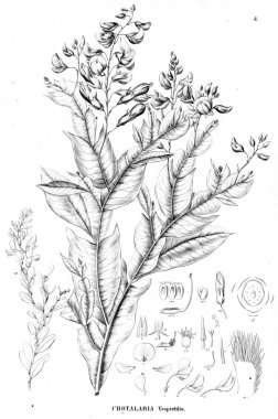 Bitki çizimi. Eski illüstrasyon