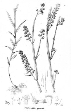 Bitki çizimi. Eski illüstrasyon