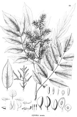 Bitki çizimi. Eski illüstrasyon