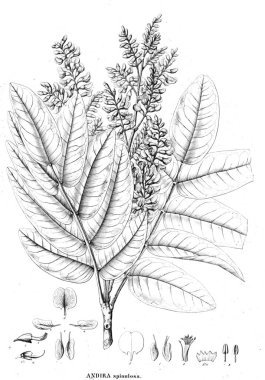 Bitki çizimi. Eski illüstrasyon