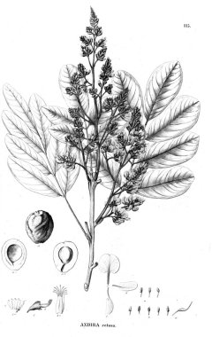 Bitki çizimi. Eski illüstrasyon