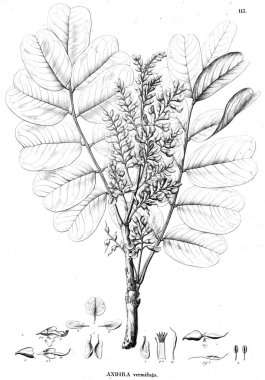 Bitki çizimi. Eski illüstrasyon