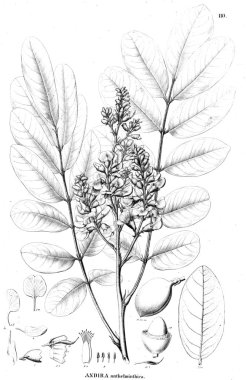 Bitki çizimi. Eski illüstrasyon