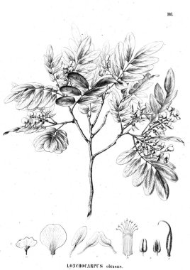 Bitki çizimi. Eski illüstrasyon