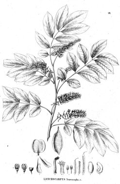 Bitki çizimi. Eski illüstrasyon