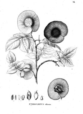 Bitki çizimi. Eski illüstrasyon