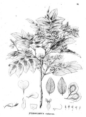 Bitki çizimi. Eski illüstrasyon