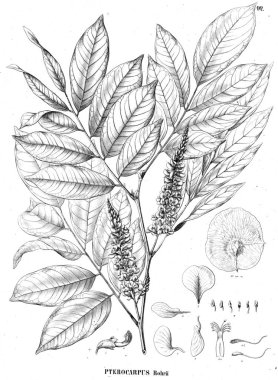 Bitki çizimi. Eski illüstrasyon