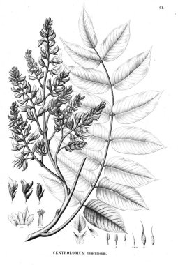 Bitki çizimi. Eski illüstrasyon